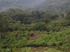 Land for Sale in Nuwara Eliya