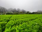 Land for Sale in Nuwara Eliya