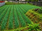 Land for Sale in Nuwara Eliya