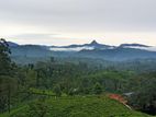 Land for sale in Nuwara Eliya Hatton