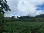 Land for SALE in Nuwara Eliya Hills, Sri Lanka