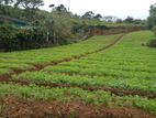 Land For Sale in Nuwara Eliya (SSPL-321)