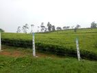 Land for sale in Nuwaraeliya Ambewela Road