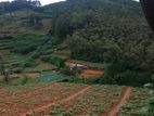 Land for Sale in Nuwaraeliya -CL726
