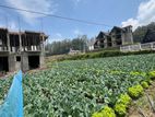 Land for Sale in Nuwaraeliya