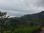 Land for Sale in Nuwaraeliya North Pundaluoya