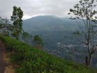 Land for Sale in Nuwaraeliya Pudaluoya