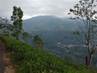 Land for Sale in Nuwaraeliya Pudaluoya