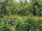 Land For Sale In Pallegama