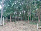 Land for Sale in Pallewela Kuliyapitiya