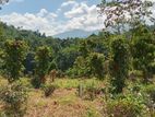 Land for Sale in Pamunuwa