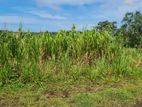 Land for Sale in Pannipitiya Malabe
