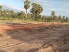 Land for Sale in Pasikuda