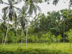 Land for sale in Pasyala