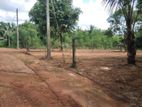 Land for Sale in Pasyala