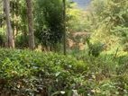 Land For Sale In Pelmadulla