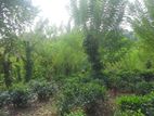 Land for Sale in Pilimathalawa