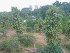 Land for sale in Pilimathalawa