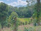 Land for Sale in Pilimathalawa - Pamunuwa