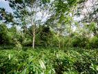 Land for Sale in Pitigala Galle