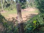 Land for sale in Polgahawela 15P