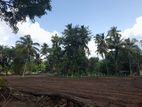 Land for Sale in Pothuhera