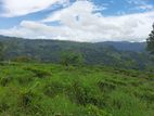 Land for Sale in Pudaluoya - N'Eliya Rd