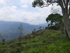 Land for Sale in Pundaluoya