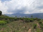 Land for Sale in Pundaluoya