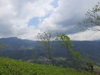 Land for Sale in Pundaluoya
