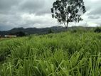 Land for Sale in Pussallawa