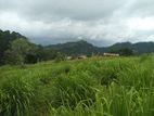 Land for sale in Pussallawa