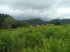 Land for Sale in Pussallawa