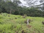 Land for Sale in Pussallawa