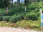 Land for sale in Pussellawa