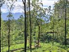 Land For Sale In Pussellawa