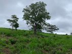 Land for Sale in Pussellawa