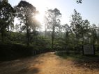 Land for Sale in Pussellawa