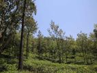 Land for Sale in Pussellawa