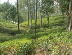 Land for sale in Pussellawa