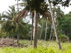 Land For Sale In Puttalam - Cl567