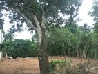 Land for Sale in Ragama