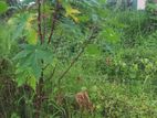Land For Sale In Raththanapitiya