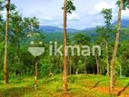 Land for Sale in Raththota