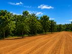 Land For Sale in Rekawa