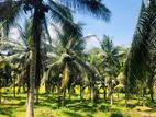 Land for Sale in රයිගම