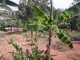 Land For Sale In Sama Pedesa, Arangala, Malabe