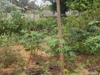 Land for Sale in Seeduwa - Amandoluwa (petera Mawatha)