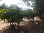 Land for Sale in Sella Kataragama with 100 Mango Trees