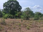 Land for sale in Sigiriya